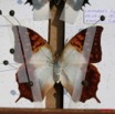 029 Entomologie Etalement Papillon 8EIMG_22408WTMK.JPG
