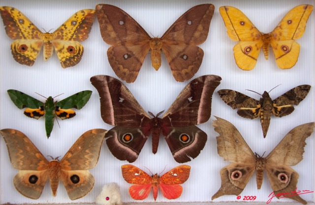 040 Papillons Heteroceres Boite 4 9E5KIMG_51868wtmk.jpg