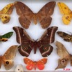 040 Papillons Heteroceres Boite 4 9E5KIMG_51868wtmk.jpg