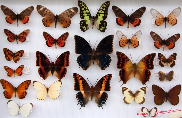 042 Papillons Rhopaloceres Boite 1 9E5KIMG_51855wtmk.jpg