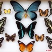 043 Papillons Rhopaloceres Boite 2 9E5KIMG_51862wtmk.jpg