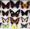 044 Papillons Rhopaloceres Boite 3 9E5KIMG_51864wtmk.jpg