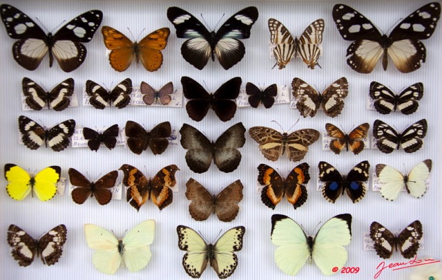 045 Papillons Rhopaloceres Boite 4 9E5KIMG_51866wtmk.jpg