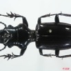001 Coleoptere (FD) Carabidae Ochryopus gigas 8EIMG_15807WTMK.jpg