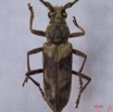 001 Coleoptere (FD) Cerambycidae Pachydissus sp re IMG_3262WTMK.JPG