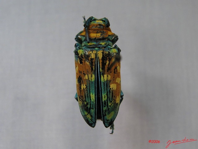 002 Coleoptere (FD) Cerambycidae Sternotomis flavomaculata IMG_3829WTMK.JPG