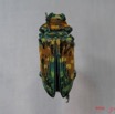 002 Coleoptere (FD) Cerambycidae Sternotomis flavomaculata IMG_3829WTMK.JPG