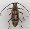 003 Coleoptere (FD) Cerambycidae Pachydissus sp IMG_4355WTMK.JPG