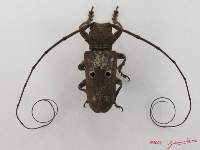 004 Coleoptere (FD) Cerambycidae Prosopocera sp IMG_4413WTMK.JPG