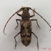 005 Coleoptere (FD) Cerambycidae Pachydissus sp IMG_4420WTMK.JPG
