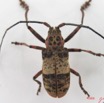 008 Coleoptere (FD) Cerambycidae Ceroplesis sp m IMG_4625WTMK.JPG