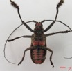 009 Coleoptere (FV) Cerambycidae Ceroplesis sp m IMG_4627WTMK.JPG