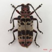 010 Coleoptere (FD) Cerambycidae Ceroplesis sp f IMG_4697WTMK.JPG