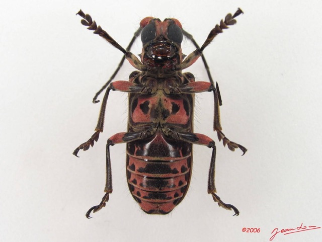 011 Coleoptere (FV) Cerambycidae Ceroplesis sp f IMG_4698WTMK.JPG