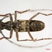 015 Coleoptere (FV) Cerambycidae Pachydissus sp IMG_4052WTMK.JPG