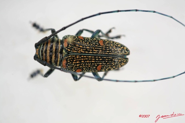 016 Coleoptere (FD) Cerambycidae Zographus regalis m IMG_4028WTMK.JPG