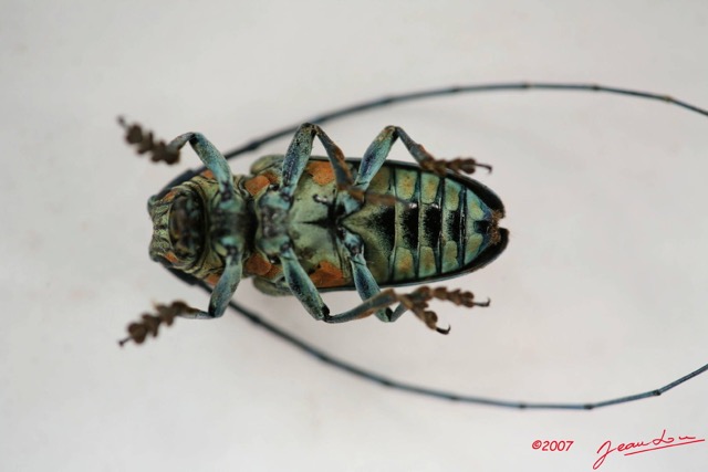 017 Coleoptere (FV) Cerambycidae Zographus regalis m IMG_4029WTMK.JPG