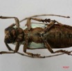 019 Coleoptere (FV) Cerambycidae Prosopocera lactator IMG_5040WTMK.JPG