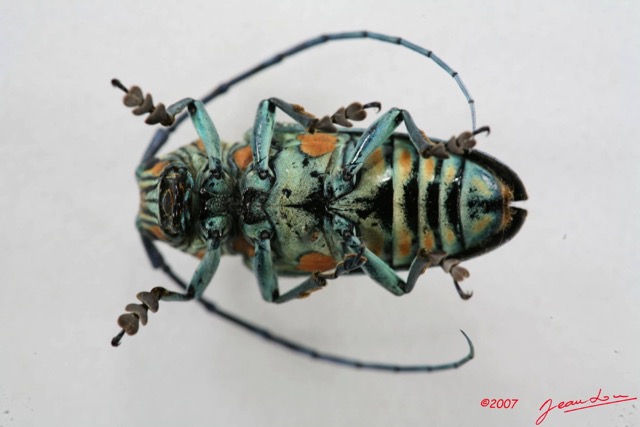 021 Coleoptere (FV) Cerambycidae Zographus regalis f IMG_5036WTMK.JPG