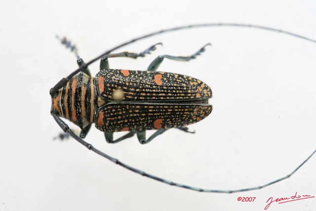 022 Coleoptere (FD) Cerambycidae Zographus regalis m IMG_5030WTMK.JPG