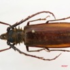 024 Coleoptere (FD) Cerambycidae Ceratocentrus spinicornis m 7IMG_6499WTMK.JPG