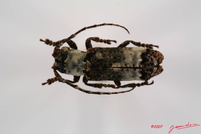 028 Coleoptere (FD) Cerambycidae Sthenias cylindrator 7IMG_7246WTMK.JPG