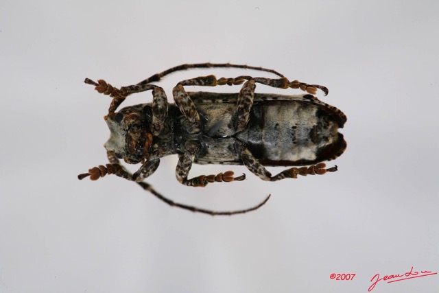 029 Coleoptere (FV) Cerambycidae Sthenias cylindrator 7IMG_7247WTMK.JPG