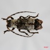 030 Coleoptere (FD) Cerambycidae Sthenias cylindrator 7IMG_8540WTMK.JPG