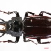 032 Coleoptere (FD) Cerambycidae Mallodon downesi m 7IMG_8607WTMK.JPG