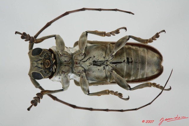 035 Coleoptere (FV) Cerambycidae Prosopocera sp 7EIMG_9028WTMK.JPG