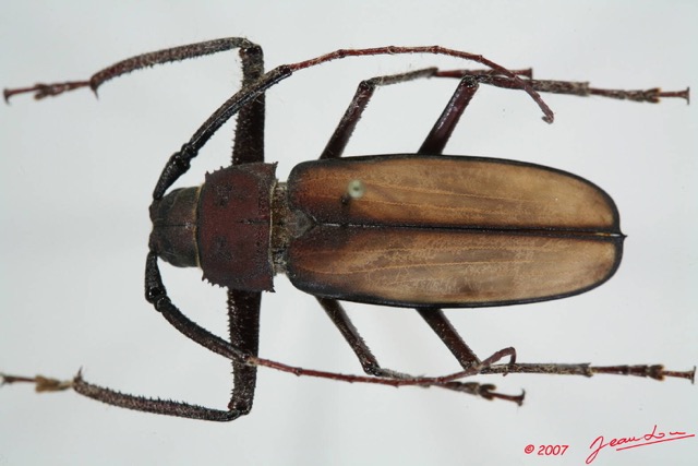 036 Coleoptere (FD) Cerambycidae Tersec ergatoides 7EIMG_0128WTMK.JPG