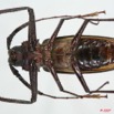037 Coleoptere (FV) Cerambycidae Tersec ergatoides 7EIMG_0131WTMK.JPG
