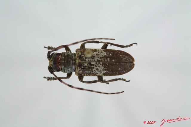 040 Coleoptere (FD) Cerambycidae Bangalaia nebulosa 7EIMG_9993WTMK.JPG