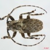 042 Coleoptere (FD) Cerambycidae Coptops sp 7EIMG_9987WTMK.JPG