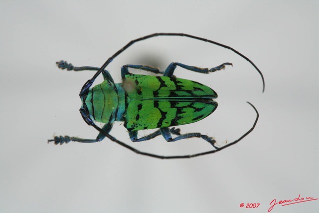 044 Coleoptere (FD) Cerambycidae Sternotomis callais 7EIMG_0999WTMK.JPG