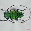 044 Coleoptere (FD) Cerambycidae Sternotomis callais 7EIMG_0999WTMK.JPG