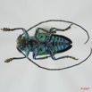 045 Coleoptere (FV) Cerambycidae Sternotomis callais 7EIMG_1002WTMK.JPG