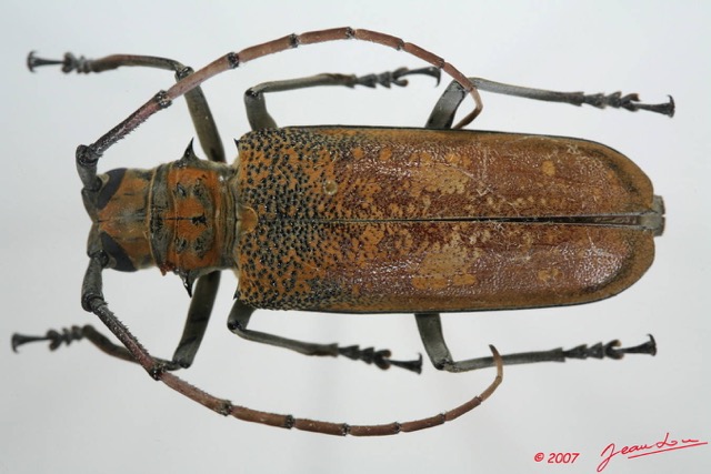 046 Coleoptere (FD) Cerambycidae Batocera wyliei f 7EIMG_1129WTMK.JPG