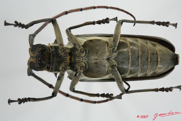 047 Coleoptere (FV) Cerambycidae Batocera wyliei f 7EIMG_1134WTMK.JPG