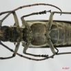 047 Coleoptere (FV) Cerambycidae Batocera wyliei f 7EIMG_1134WTMK.JPG