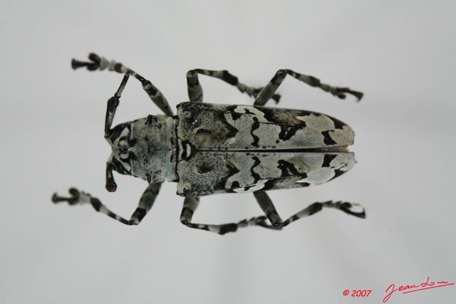 048 Coleoptere (FD) Cerambycidae Ancylonotus tribulus 7EIMG_1943WTMK.JPG