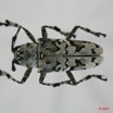048 Coleoptere (FD) Cerambycidae Ancylonotus tribulus 7EIMG_1943WTMK.JPG