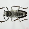 049 Coleoptere (FV) Cerambycidae Ancylonotus tribulus 7EIMG_1949WTMK.JPG