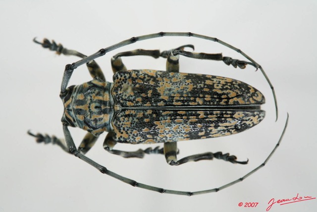 050 Coleoptere (FD) Cerambycidae Pterochaos nebulosus 7EIMG_1957WTMK.JPG