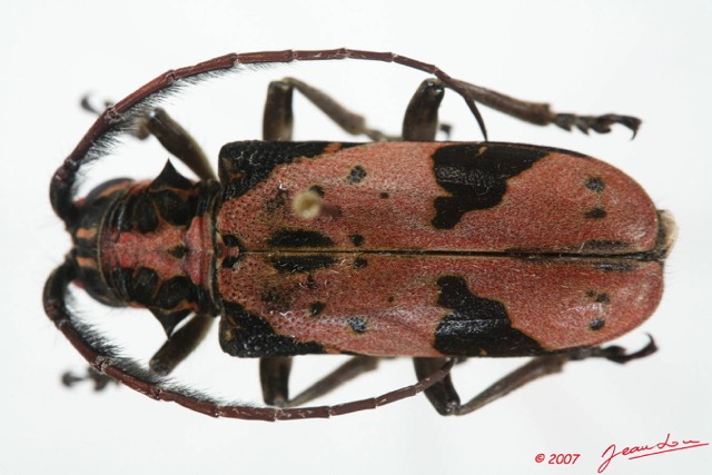 052 Coleoptere (FD) Cerambycidae ceroplesis sp 7EIMG_2360WTMK.JPG