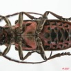 053 Coleoptere (FV) Cerambycidae ceroplesis sp 7EIMG_2364WTMK.JPG