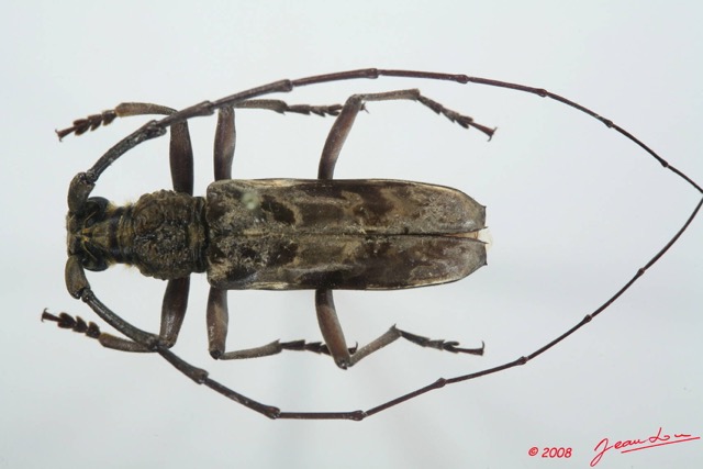 054 Coleoptere (FD) Cerambycidae Pachydissus sp 8EIMG_4165WTMK.JPG
