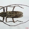054 Coleoptere (FD) Cerambycidae Pachydissus sp 8EIMG_4165WTMK.JPG