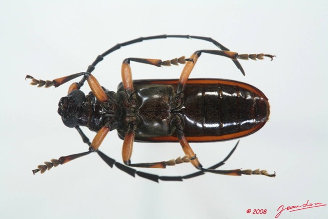 057 Coleoptere (FV) Cerambycidae Plocaederus sp 8EIMG_15692WTMK.JPG
