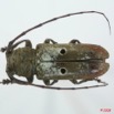 058 Coleoptere (FD) Cerambycidae Prosopocera sp f 8EIMG_15670WTMK.JPG